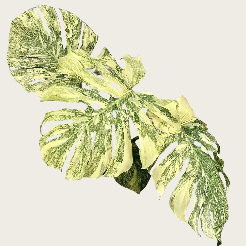 Monstera Legacy Variegata