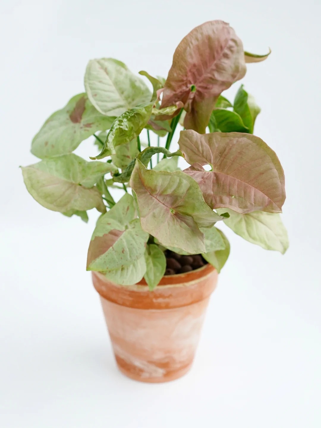 yngonium Milk Confetti