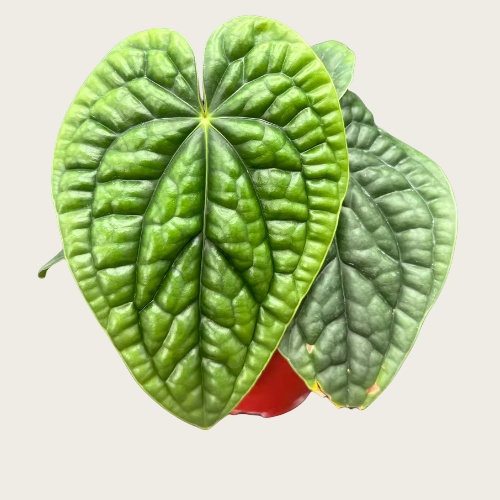 奢华花烛