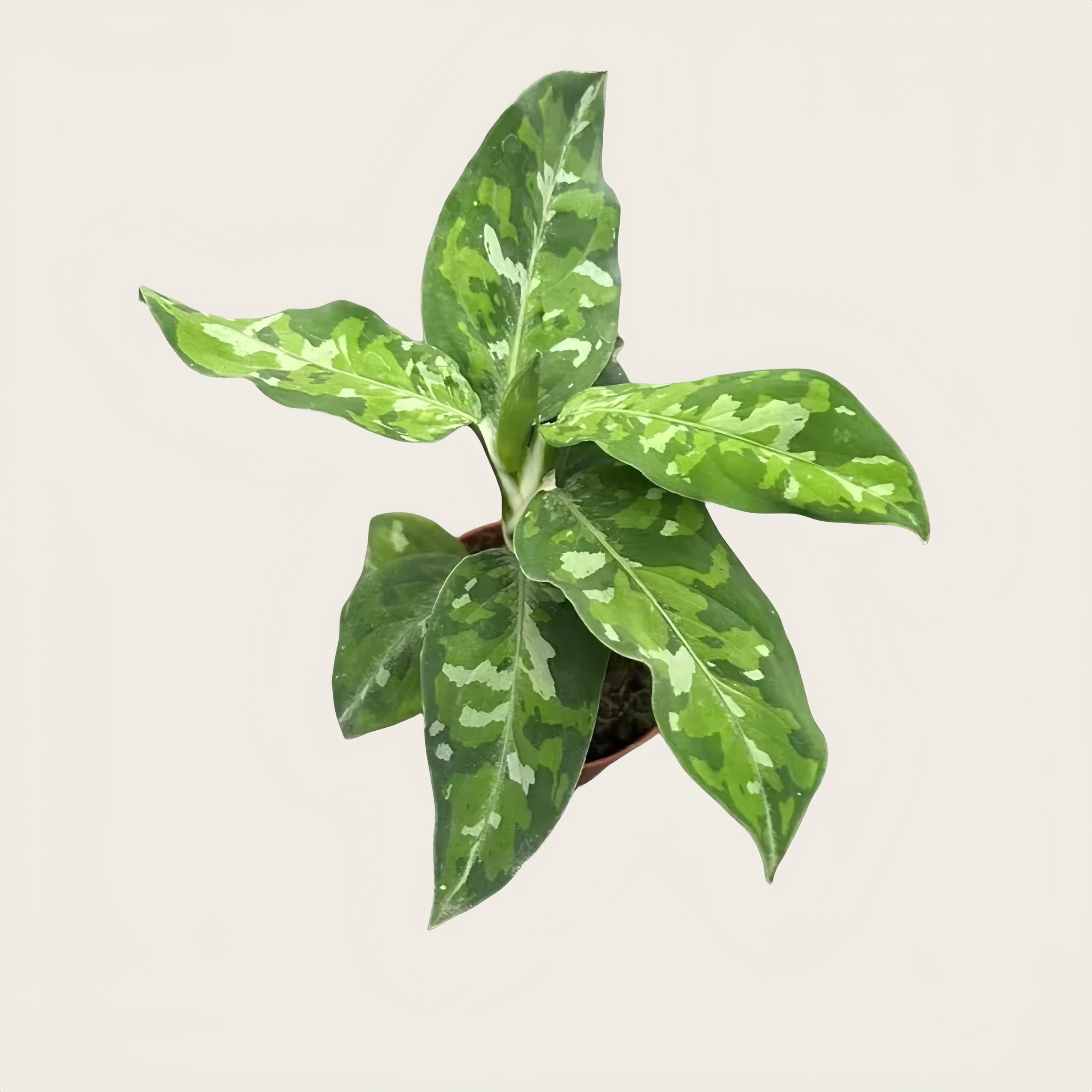 安达曼迷彩粗肋草