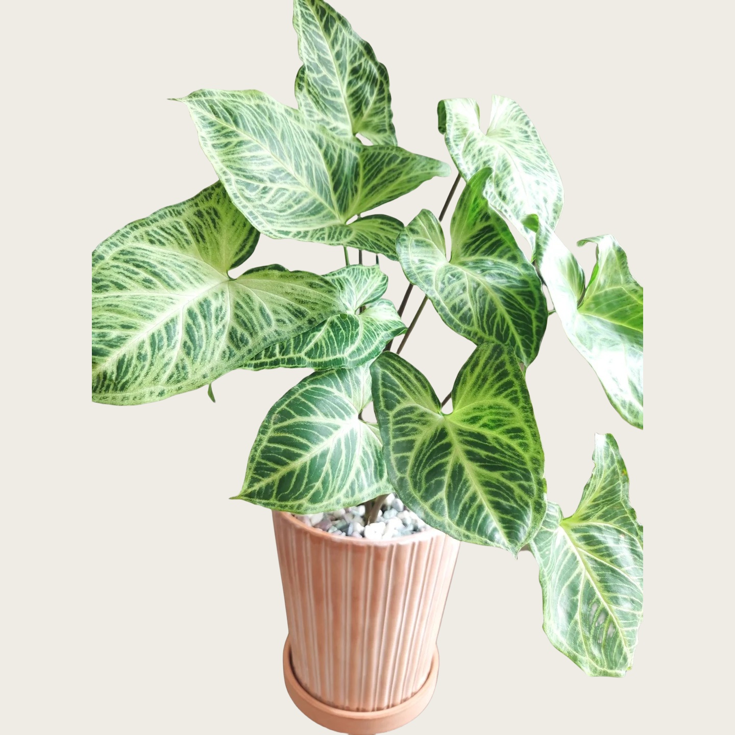 巴迪布纹合果芋