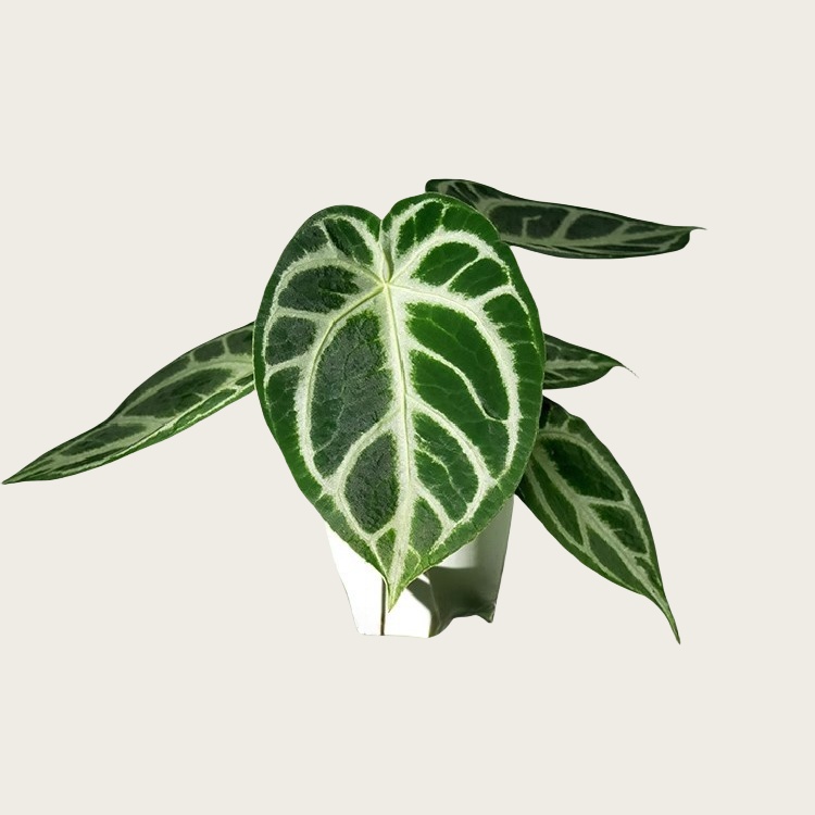 希望花烛 Anthurium crystallinum hope