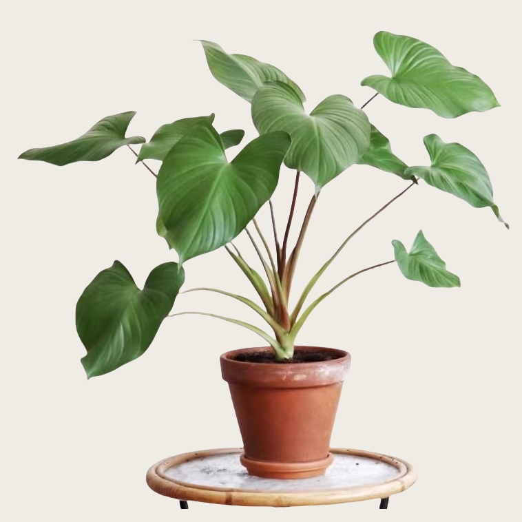 心叶春雪芋 Homalomena rubescens团扇千年健
