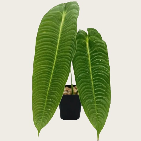 火鹤王花烛Anthurium veitchii
