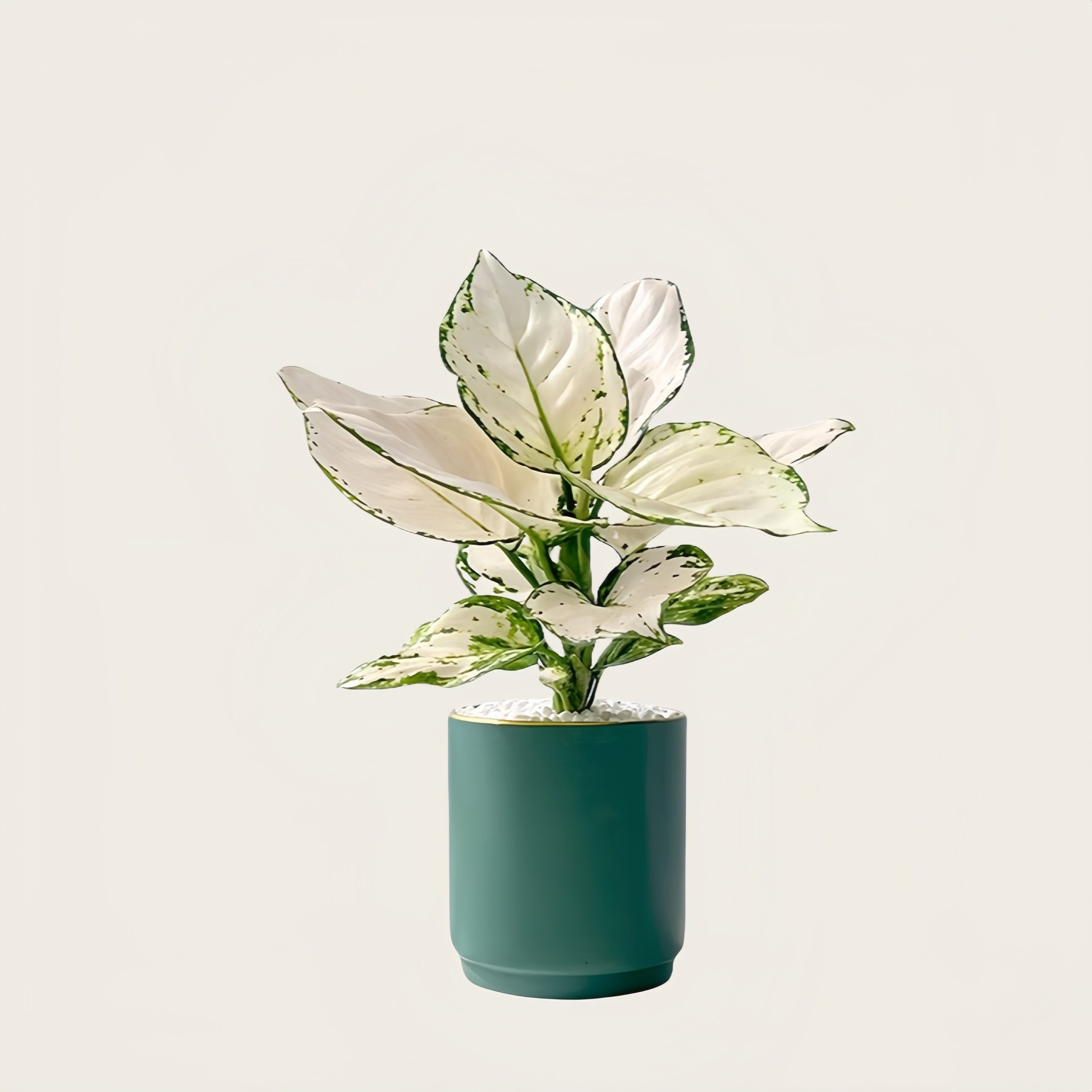 白公主粗肋草