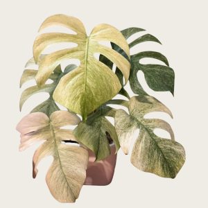 白怪兽龟背竹Monstera White Monster