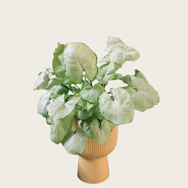 白蝴蝶合果芋 (1)
