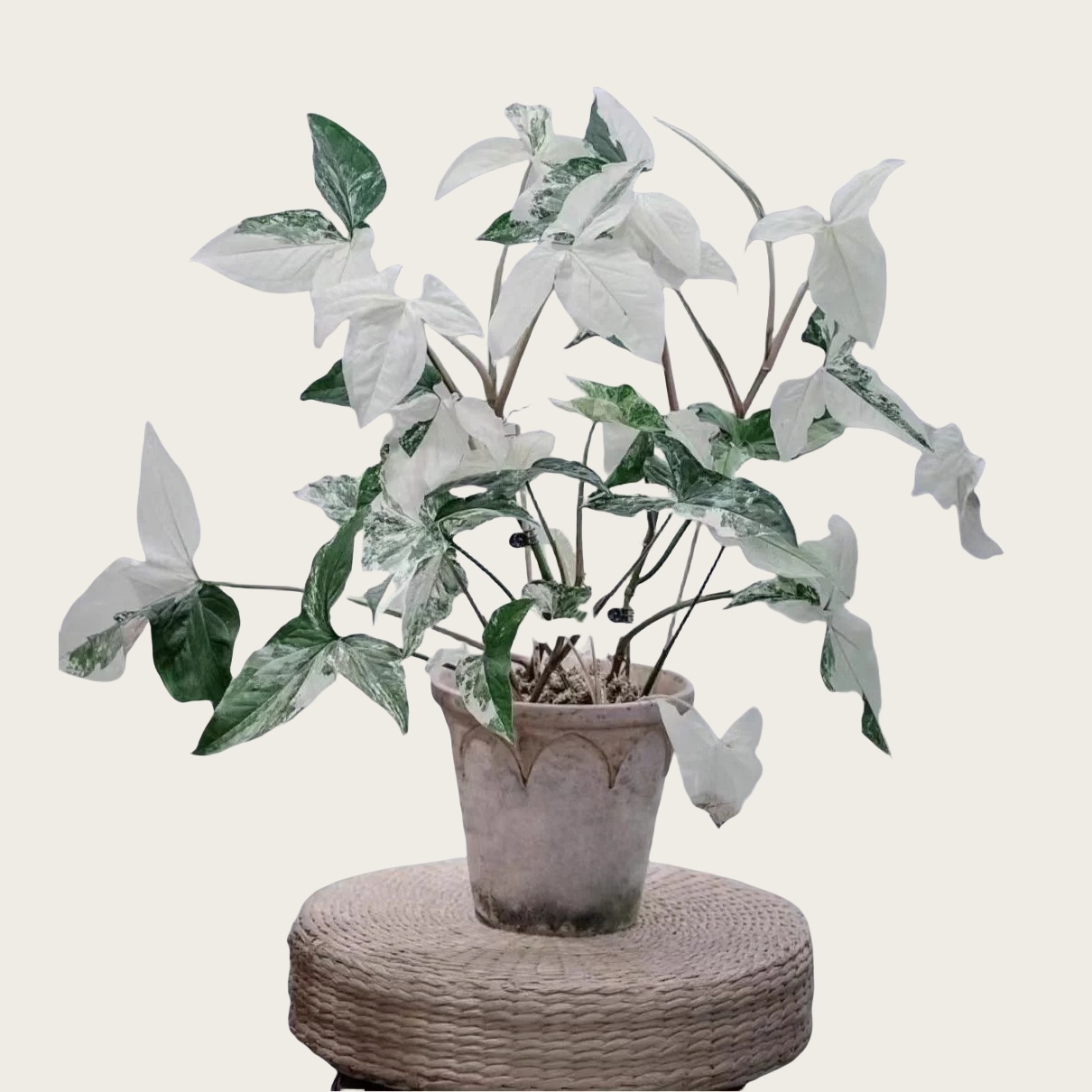 白锦合果芋