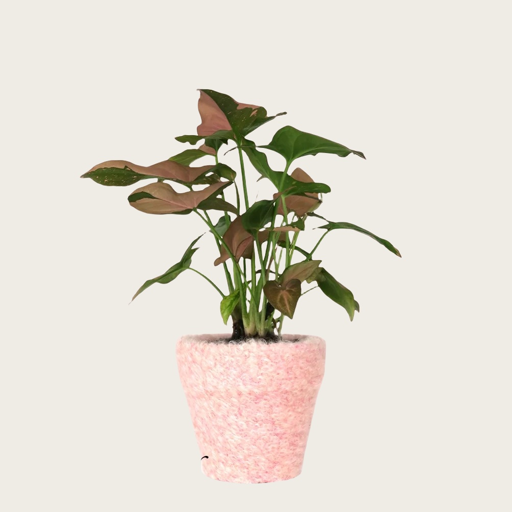 粉锦合果芋（Syngonium 'Pink Splash'）