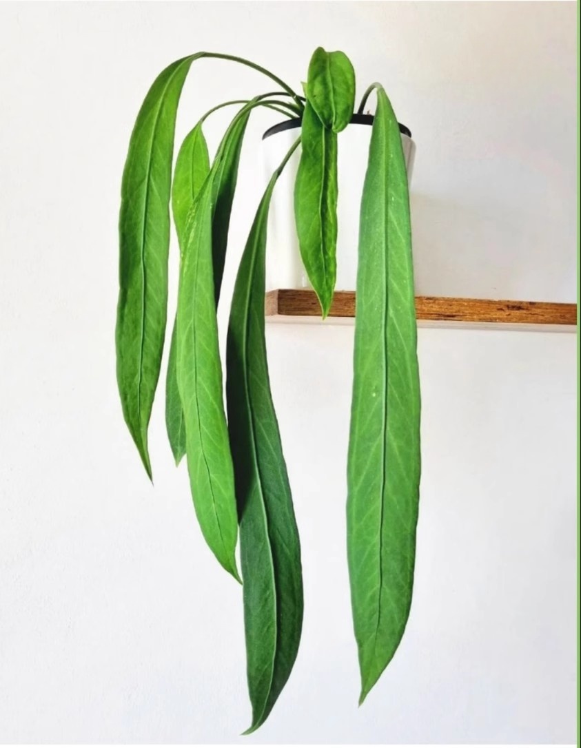 维塔领带花烛