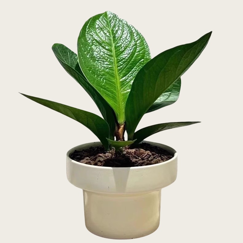 聚宝盆大叶绿植鸟巢花烛
