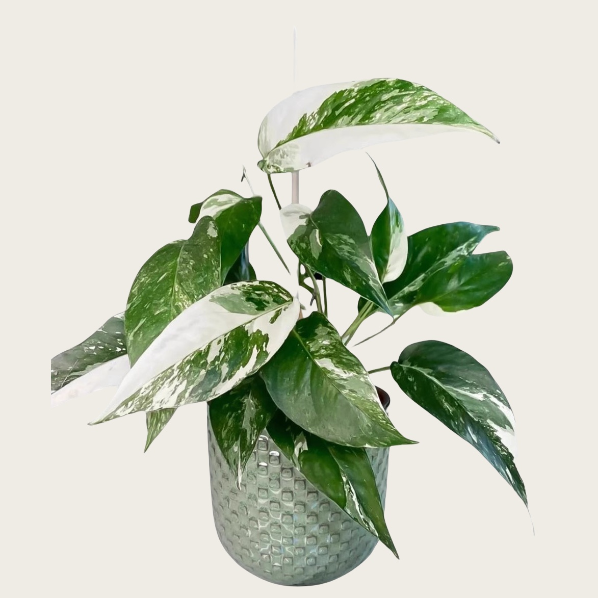 麒麟尾锦 白锦麒麟pipremnum pinnatum variegated