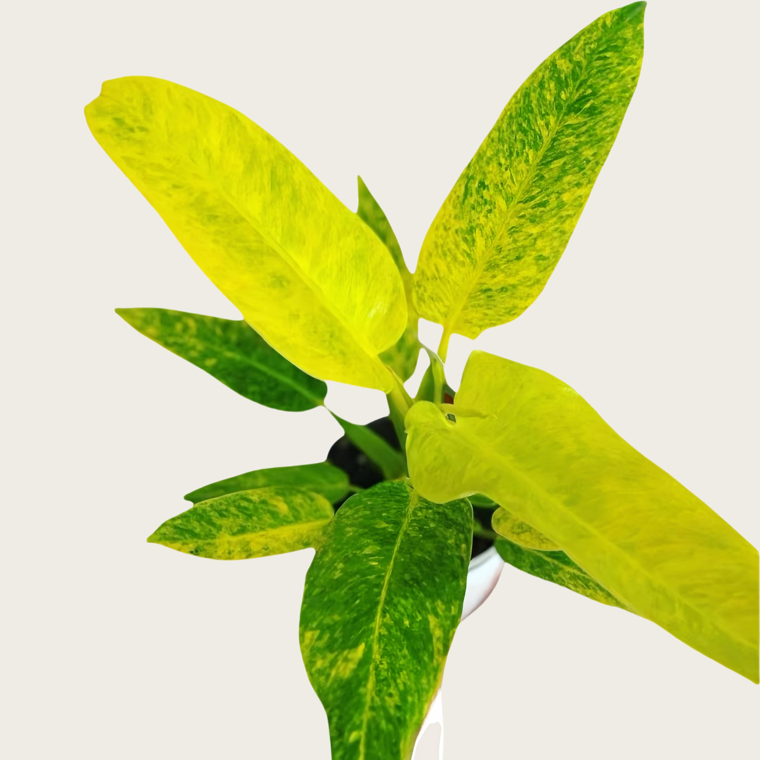 philodendron temperature Philodendron Variegated Pedatum – VORA + VINE