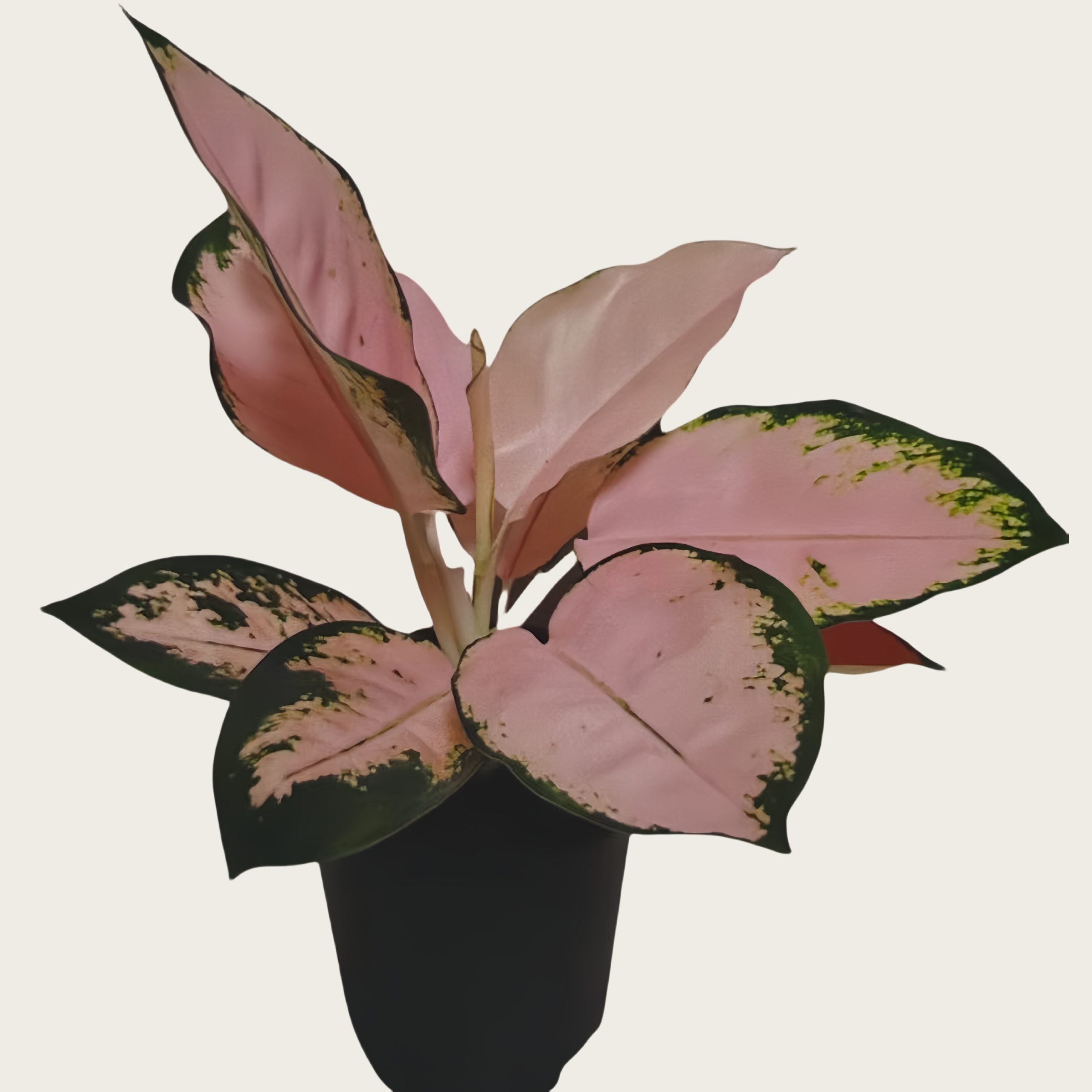 Aglaonema Pink cochin