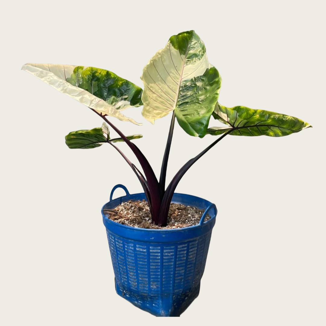Alocasia Black Stem Varieata
