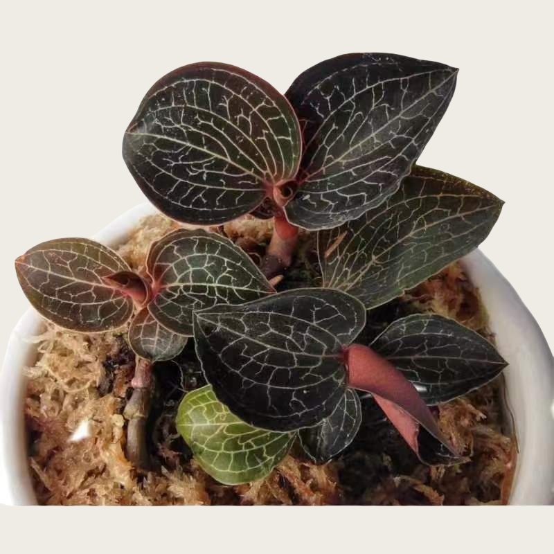 Anoectochilus 47#