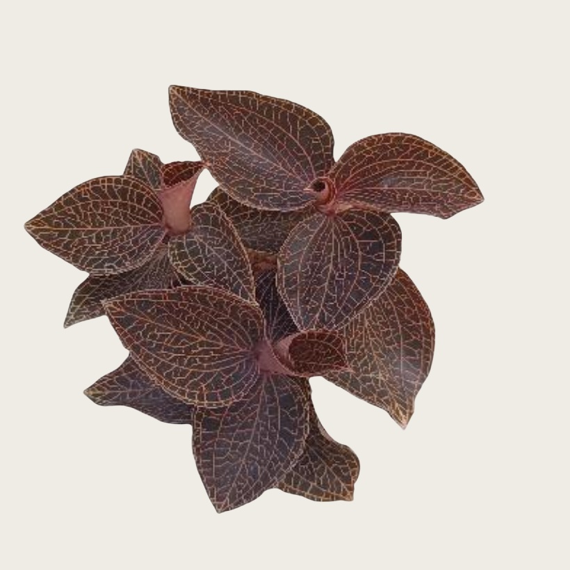 Anoectochilus 50#