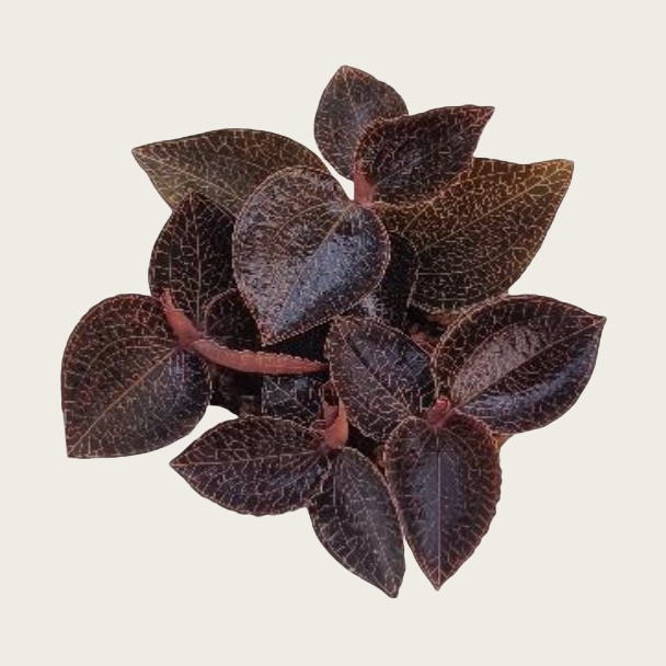 Anoectochilus 52#