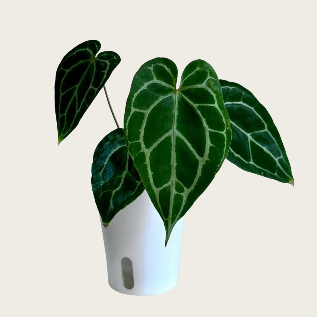 Anthurium Magnificum verde