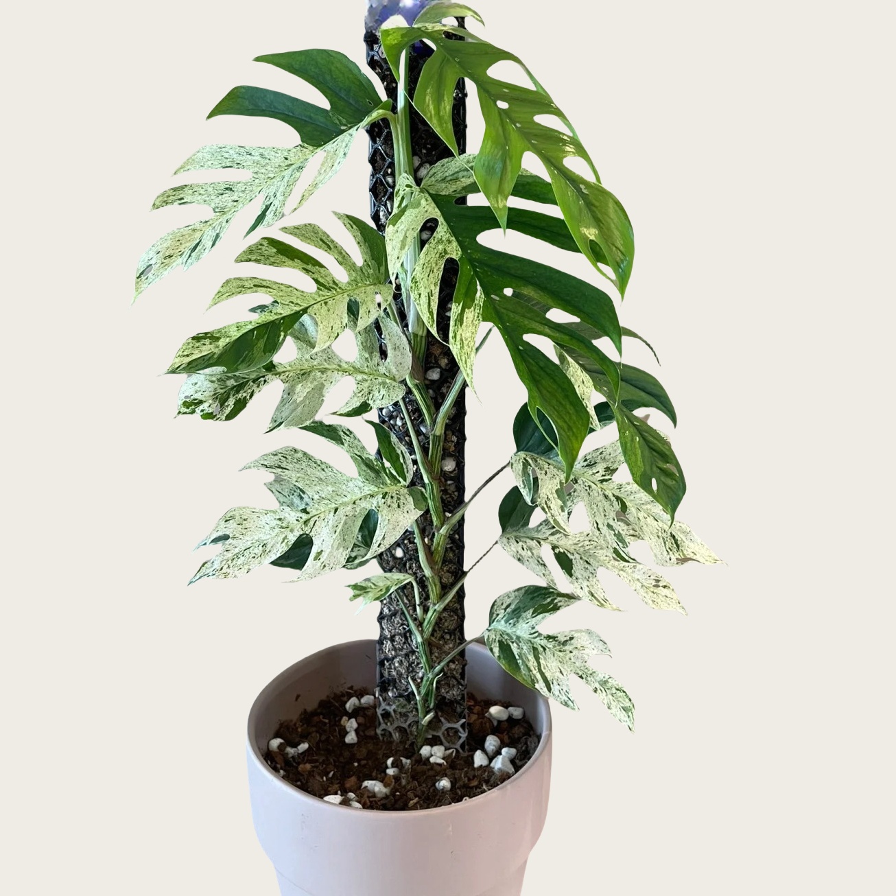 Epipremnum pinnatum variegated