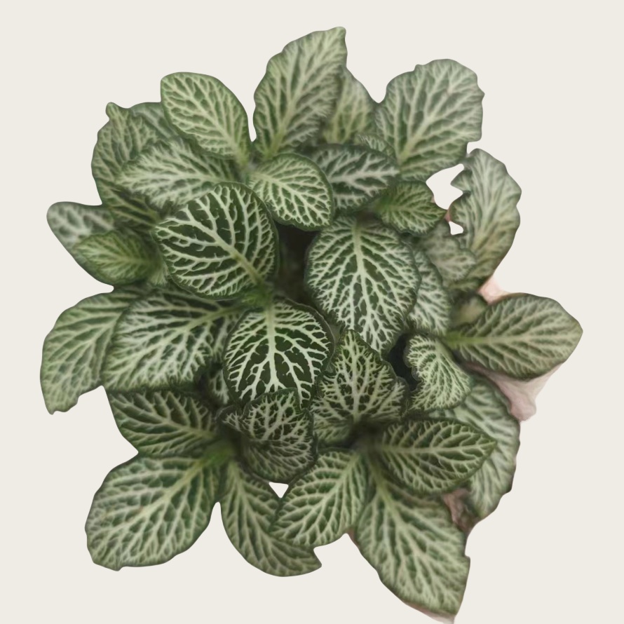 Fittonia 'Mosaic White'