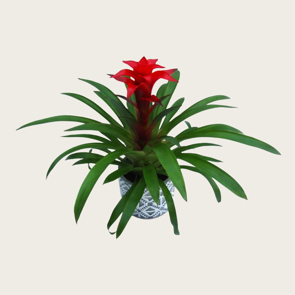 Guzmania Coco