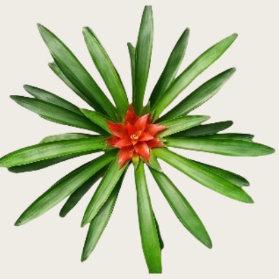 Guzmania Temper