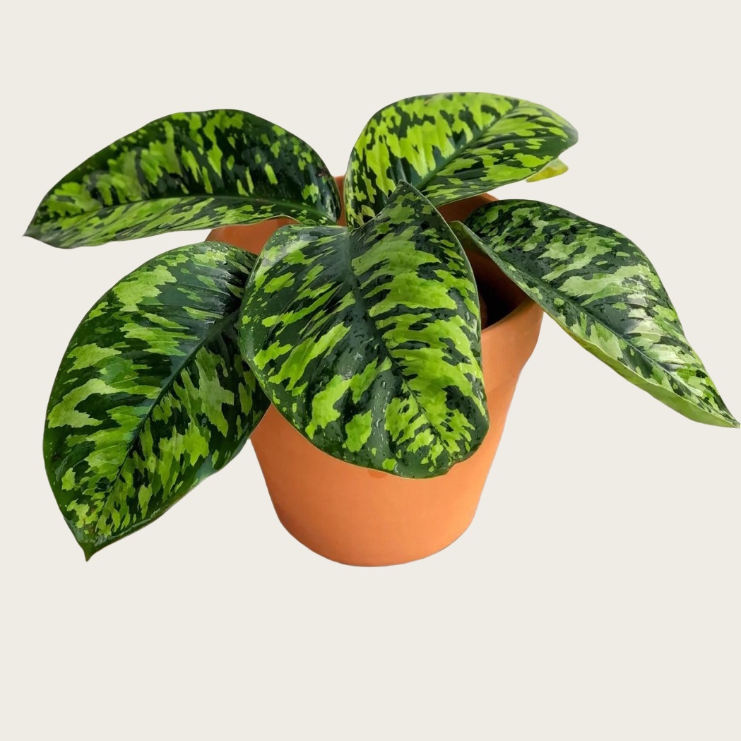 Homalomena Camouflage ｜迷彩千年健_1_Leiister_来自小红书网页版