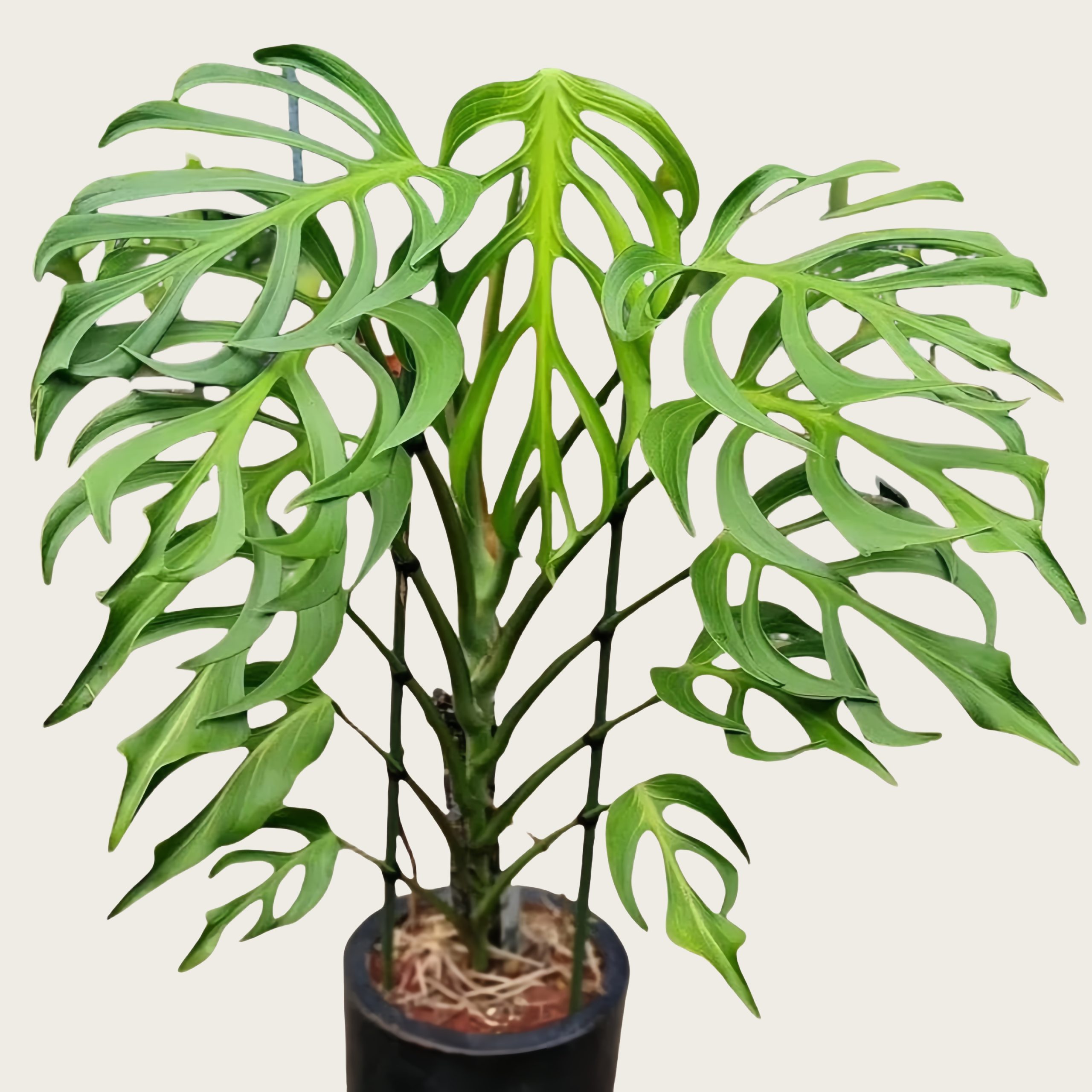 Monstera Burle Flame_1_尘埃飘落_来自小红书网页版