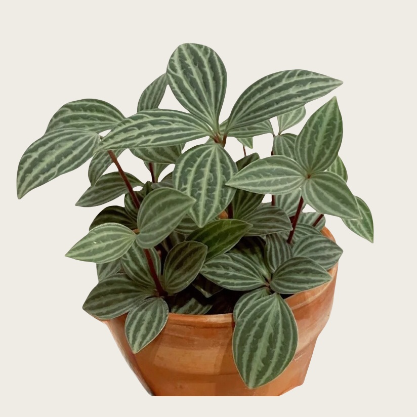 Peperomia tetragona