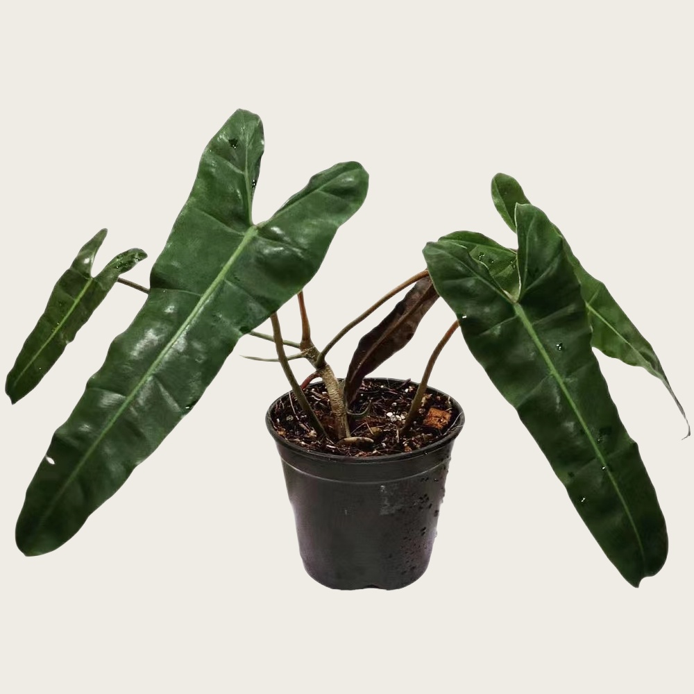 Philodendron Black Billietiae