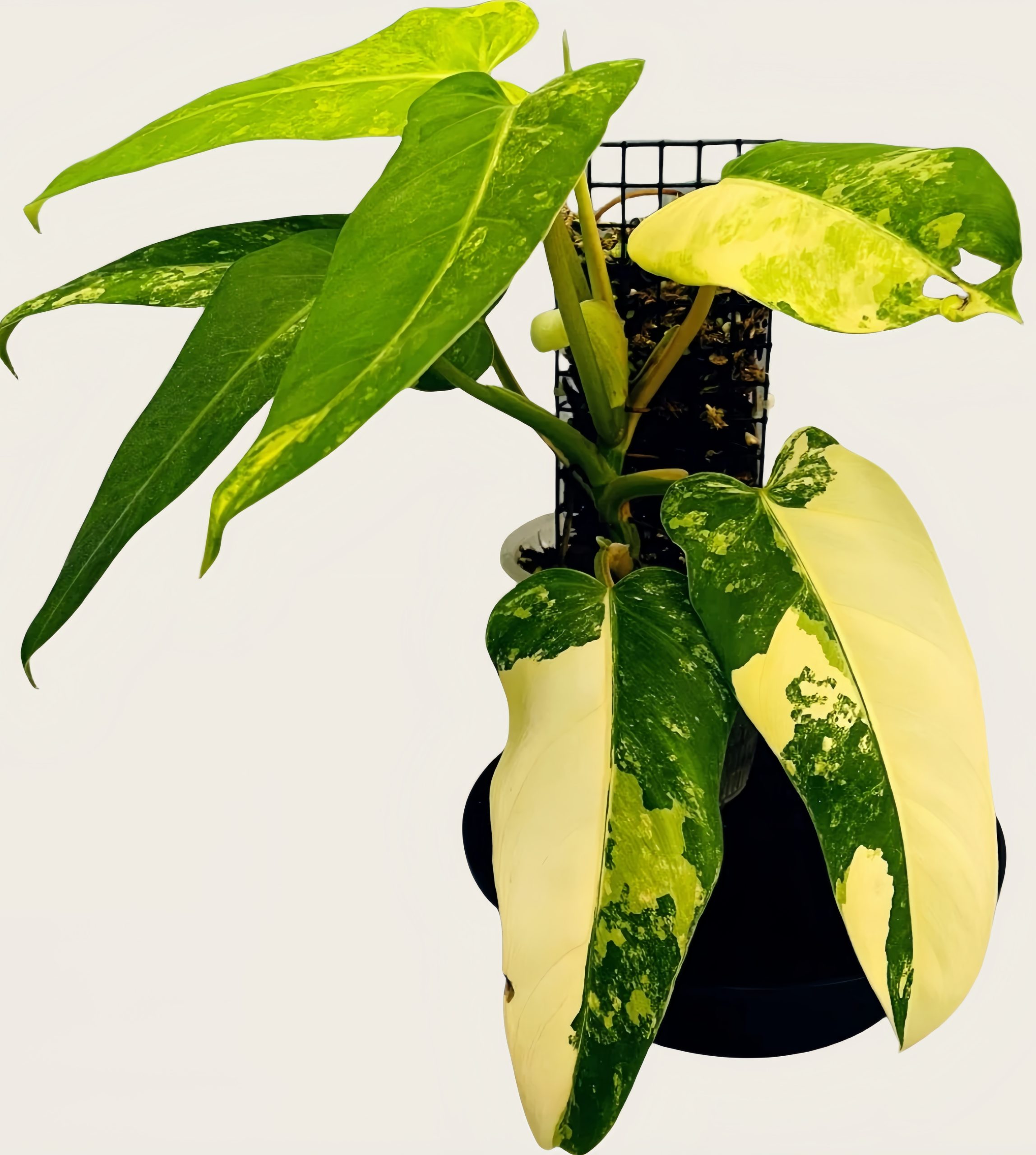 Philodendron domesticum