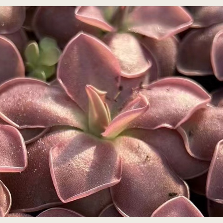 Pinguicula Weser