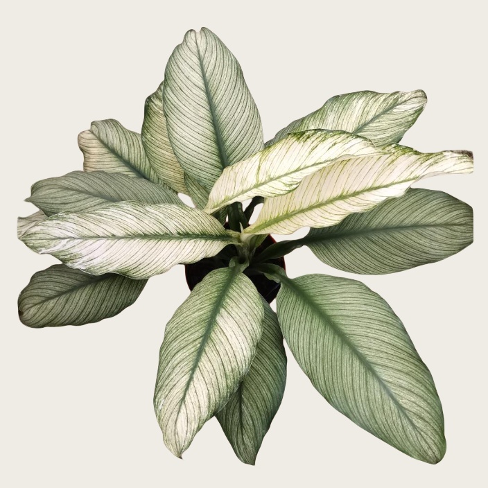 Spathiphyllum Sensation Variegatedd
