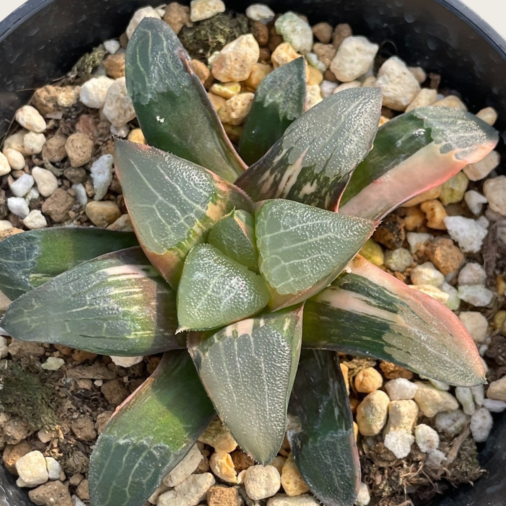 Haworthia Cupid – Ln group horticulture co., limited.