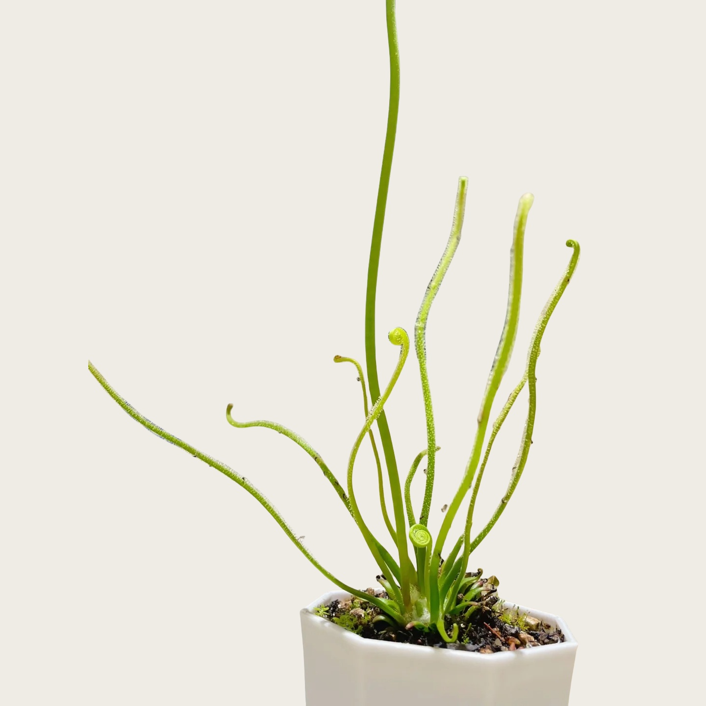丝叶茅膏菜