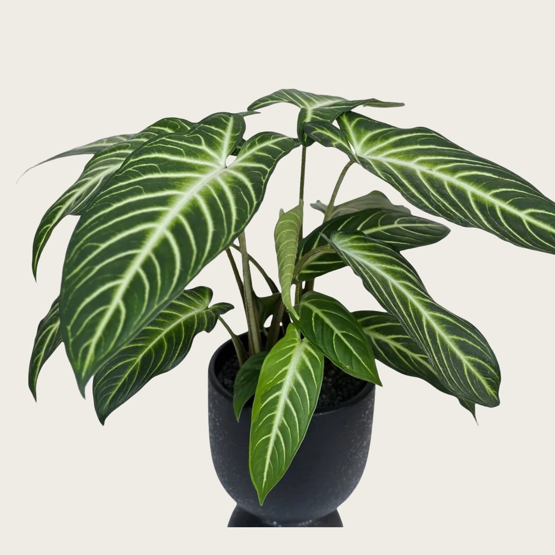乳脉千年芋（Caladium lindenii）