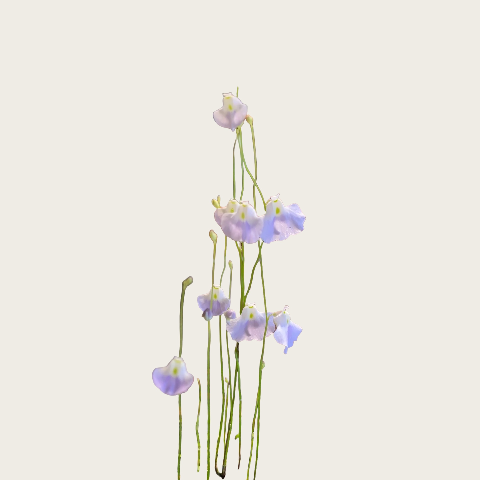 利维达狸藻
