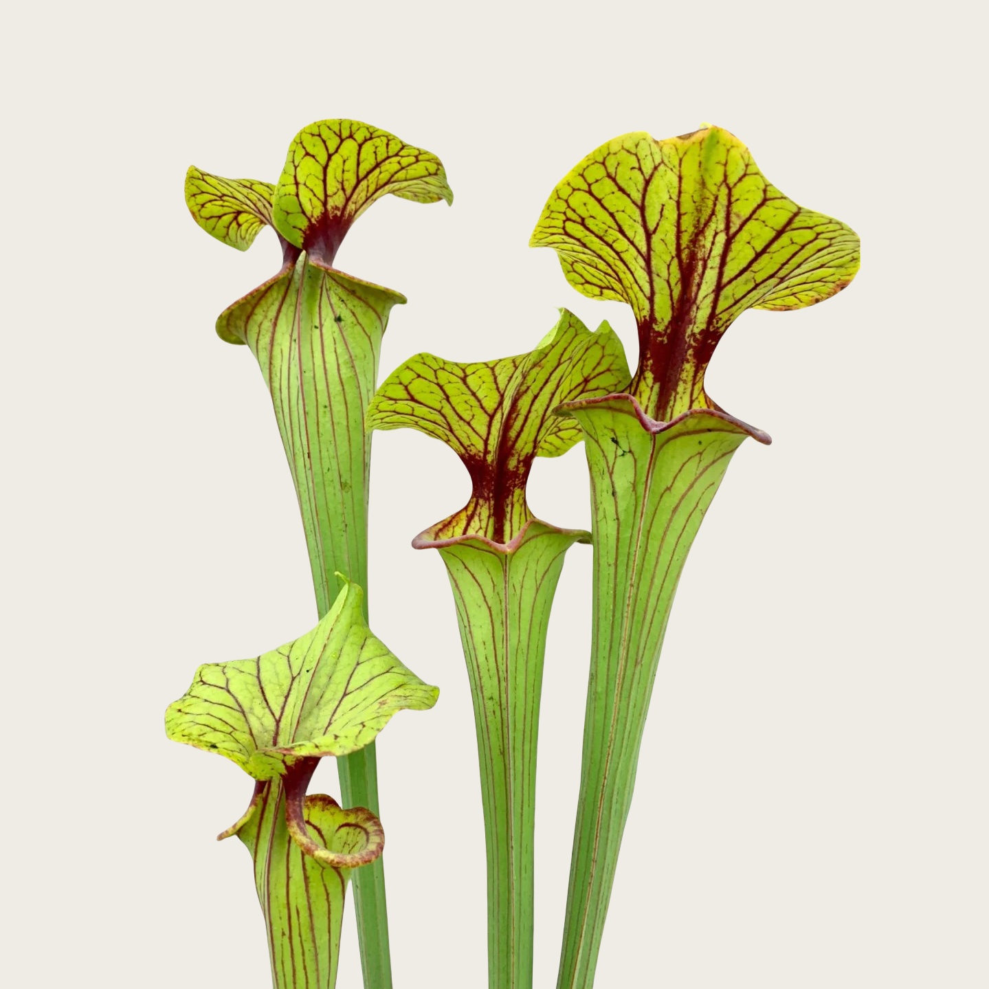 华丽黄瓶子草