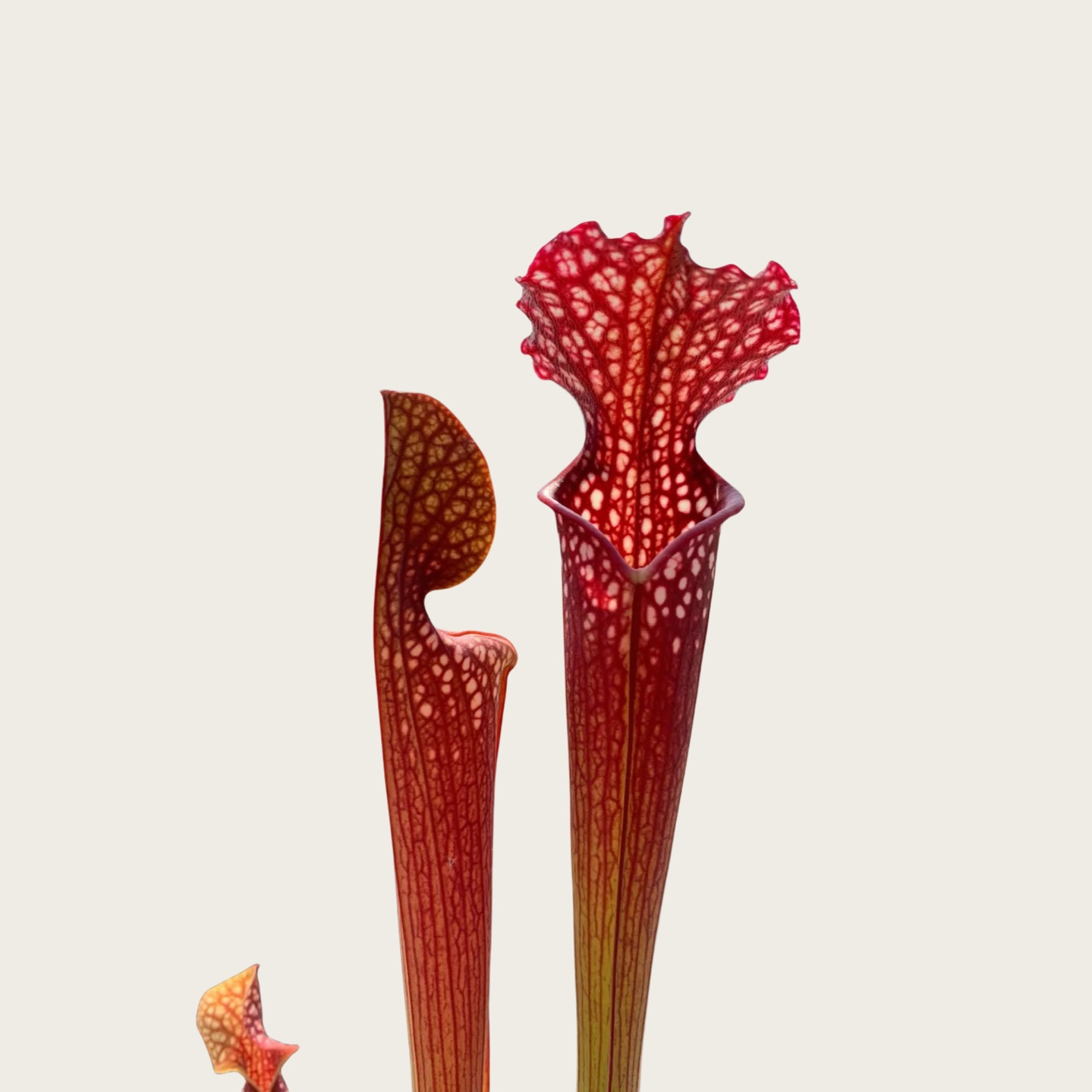 发哈蜜瓶子草
