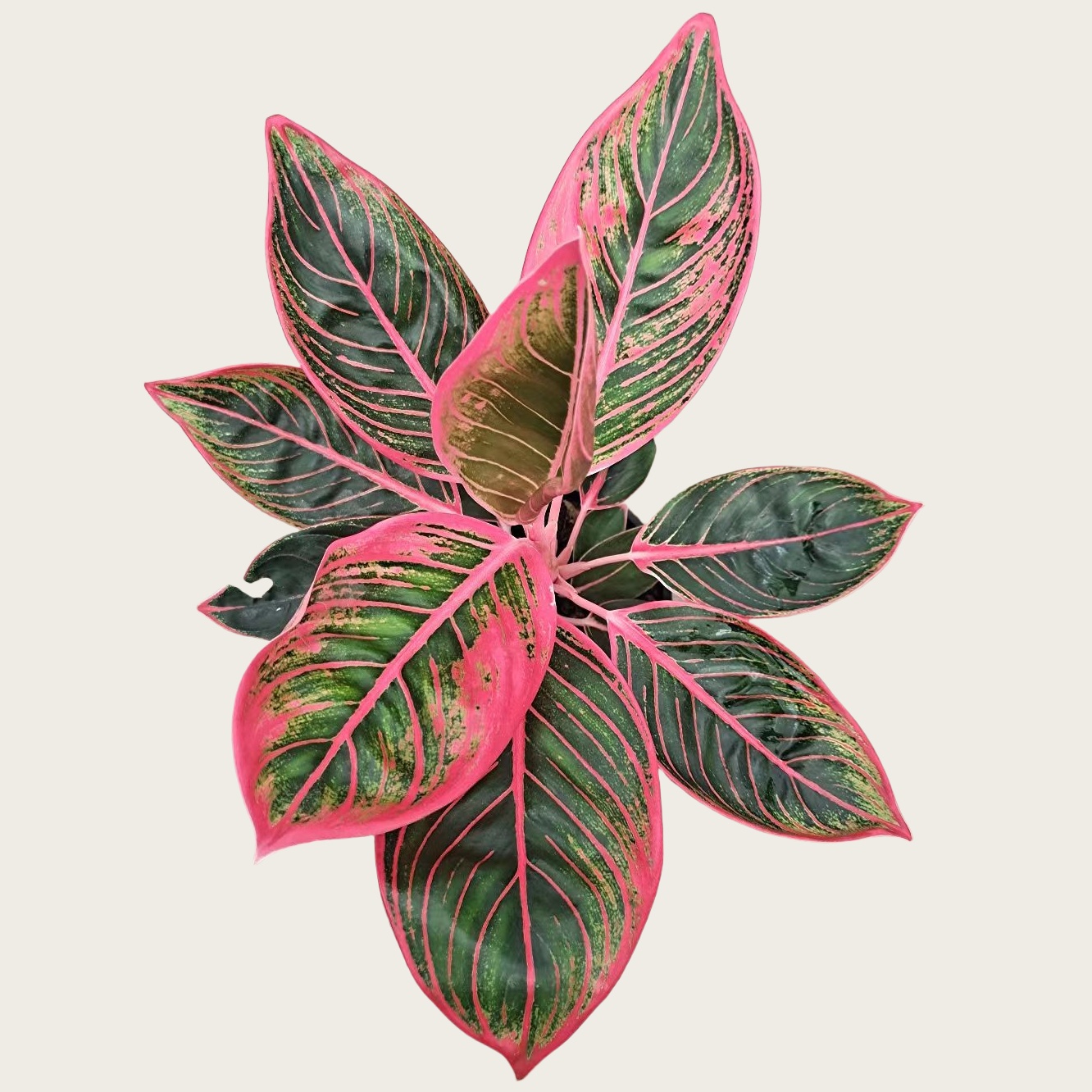 口红红唇粗肋草