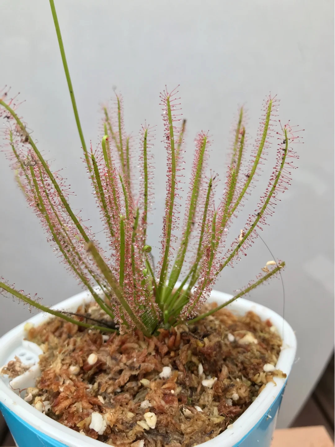 哈伯瑞迪茅膏菜