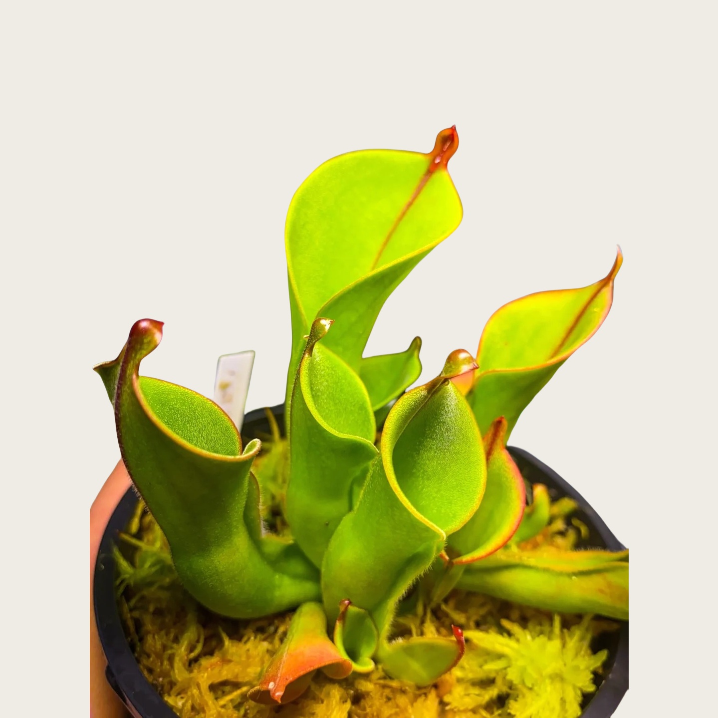 垂花小太阳瓶子草
