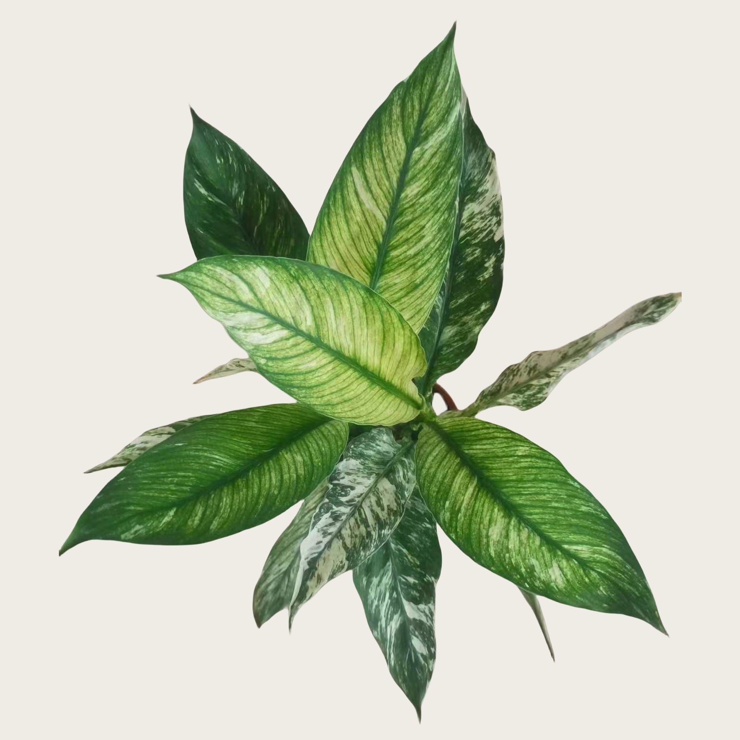 大花叶白掌