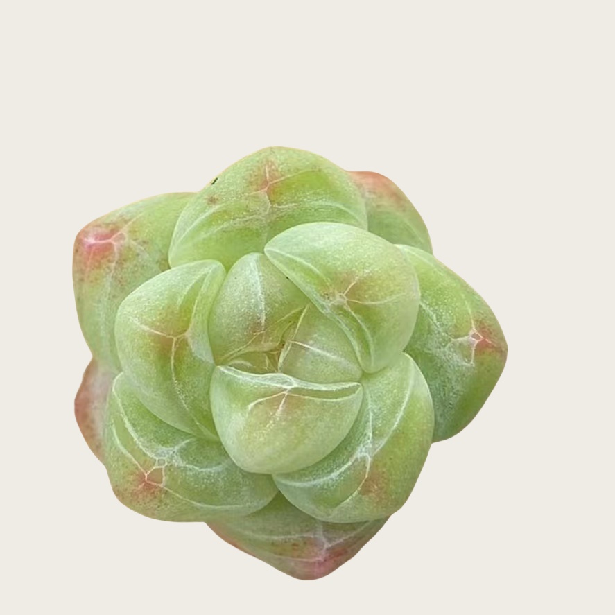奶油顿顿