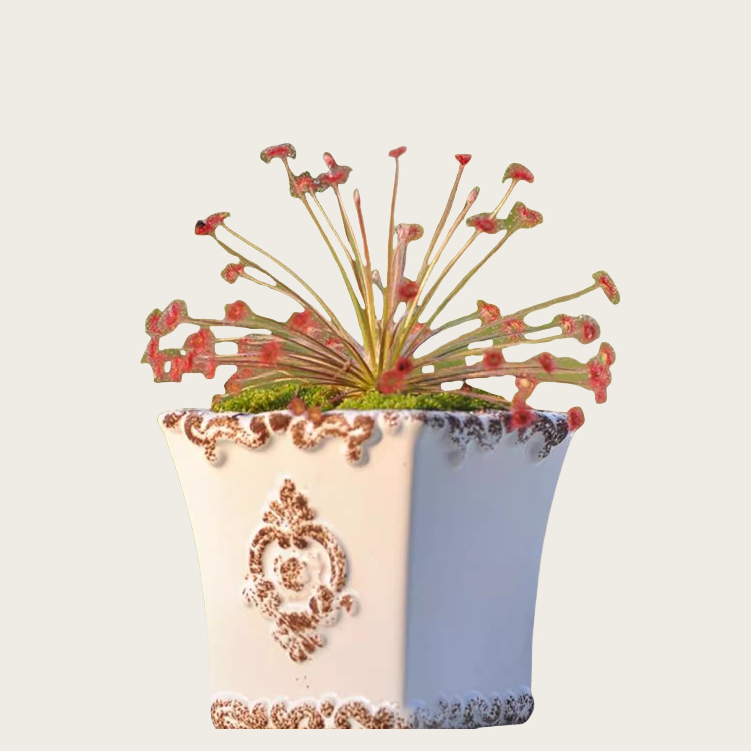 孔雀茅膏菜