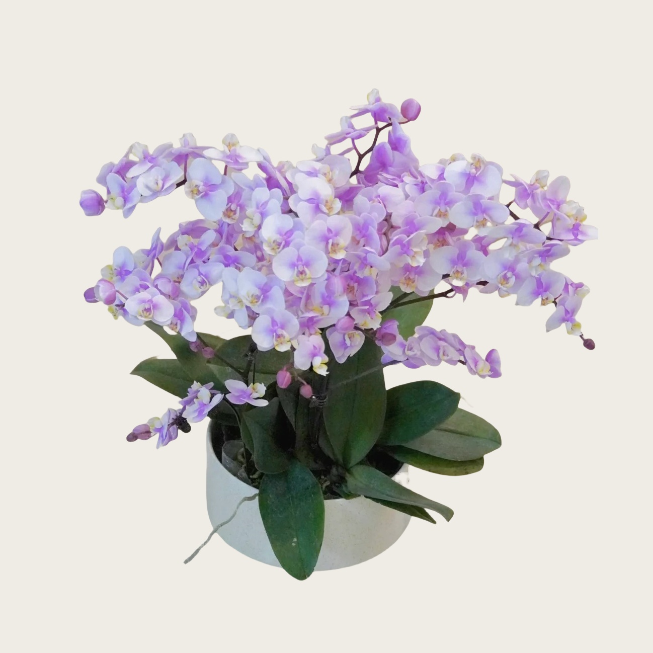 小梅花