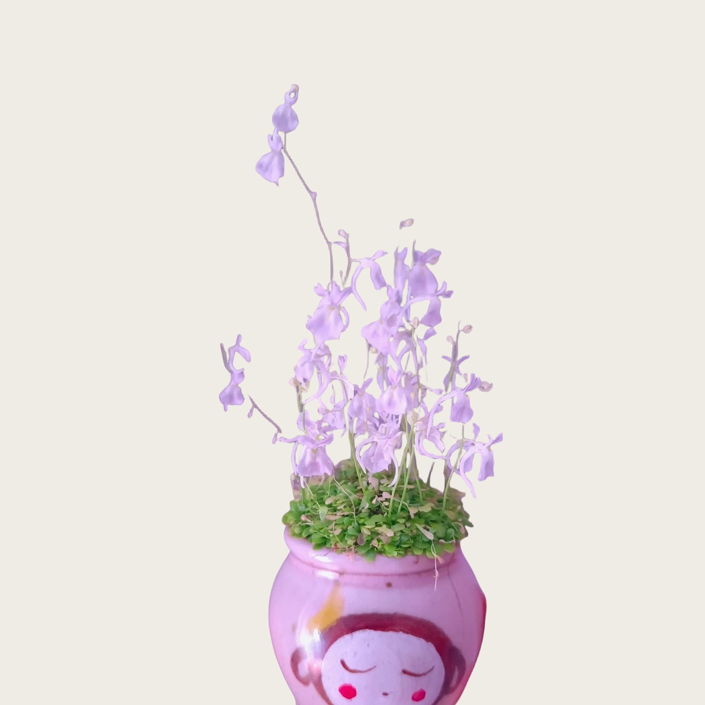 小白兔狸藻