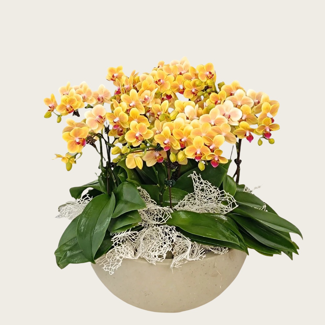 小黄花