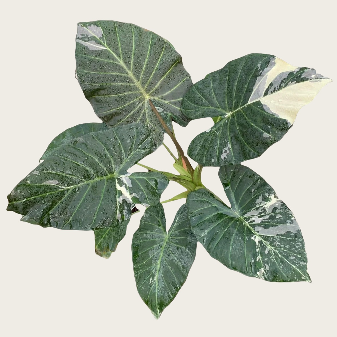 帝王盾海芋锦